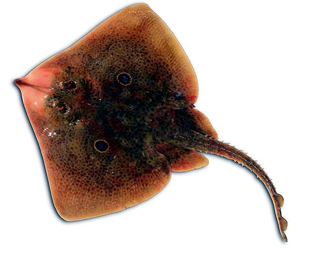 Raja miraletus_04.jpg